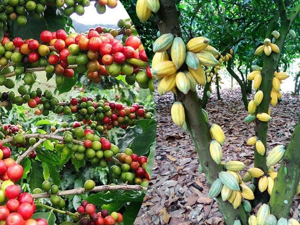 Togo : Dynamisation de la Filière Café et Cacao, les autorités traditionnelles mis à contribution